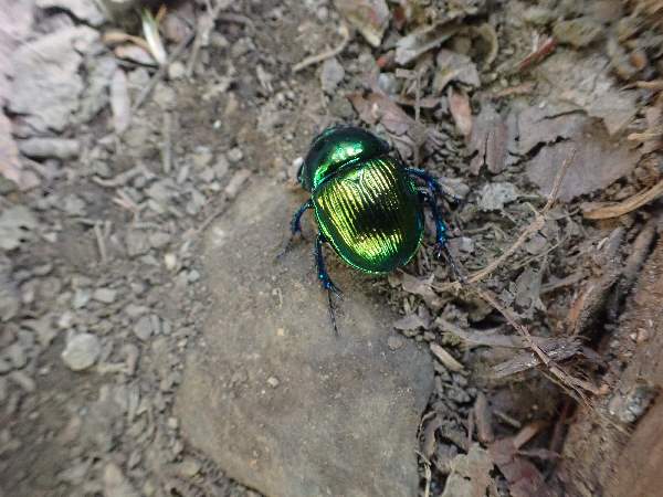 8.オオセンチコガネ