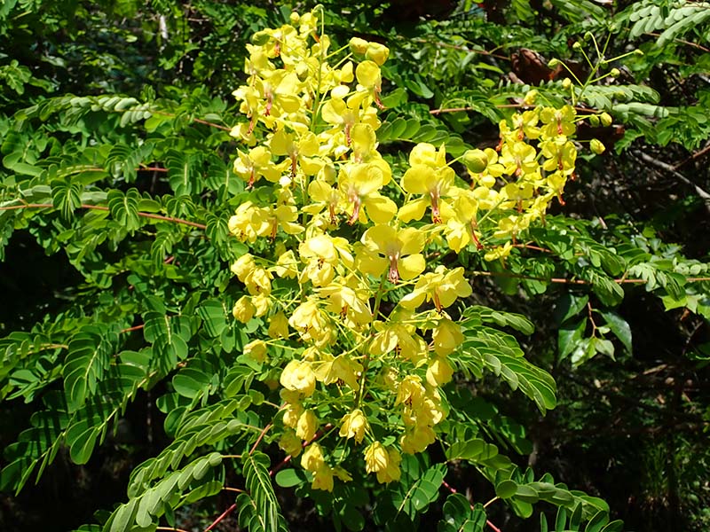 11ジャケツイバラ