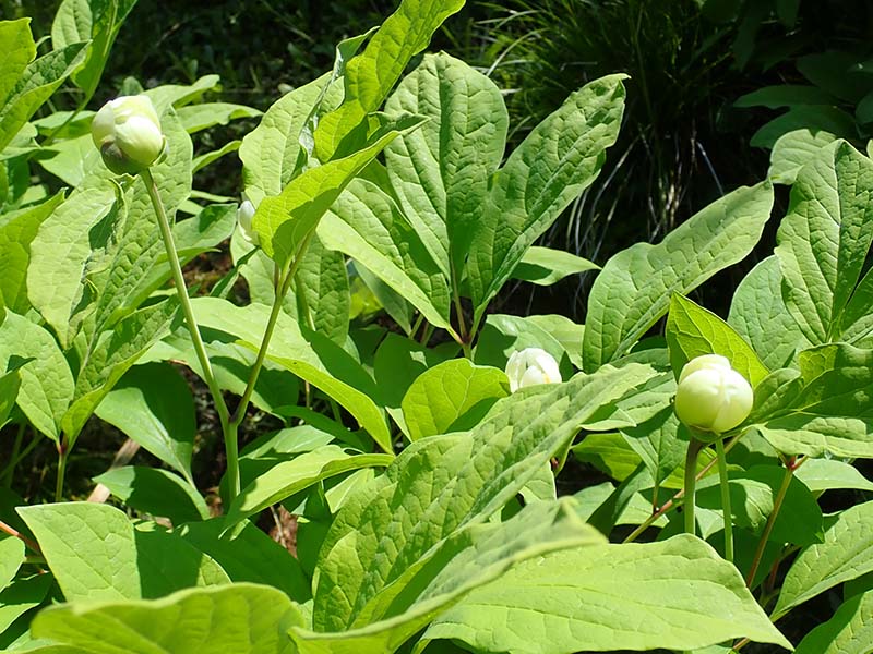 3.ベニバナヤマシャクヤク①