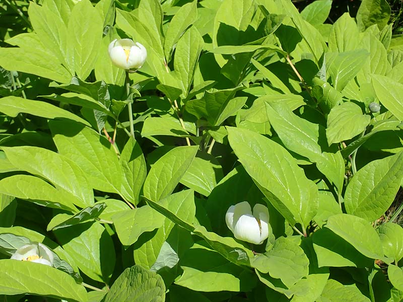 4.ベニバナヤマシャクヤク②