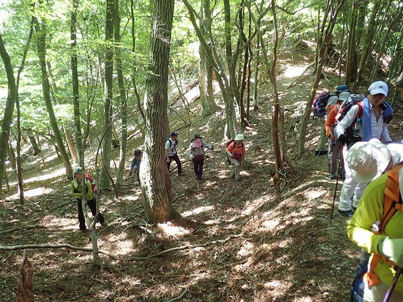 6.薬師峠からの尾根に合流