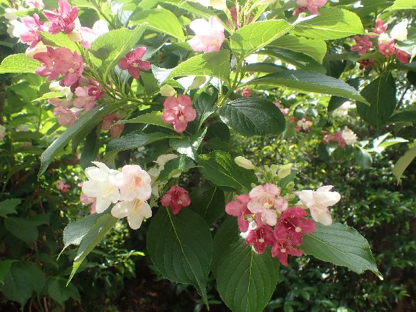 4.ハコネウツギ