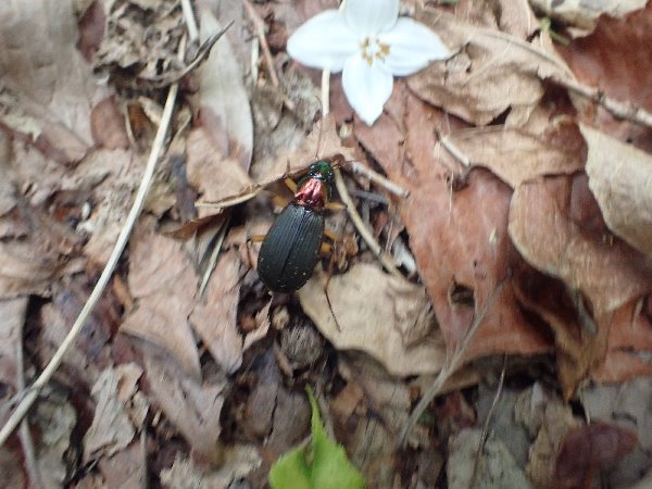 5.ルイスオオゴミムシ