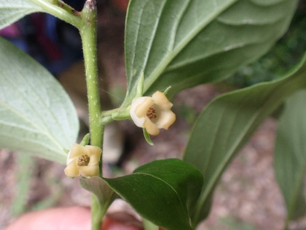 8.リュウキュウマメガキ