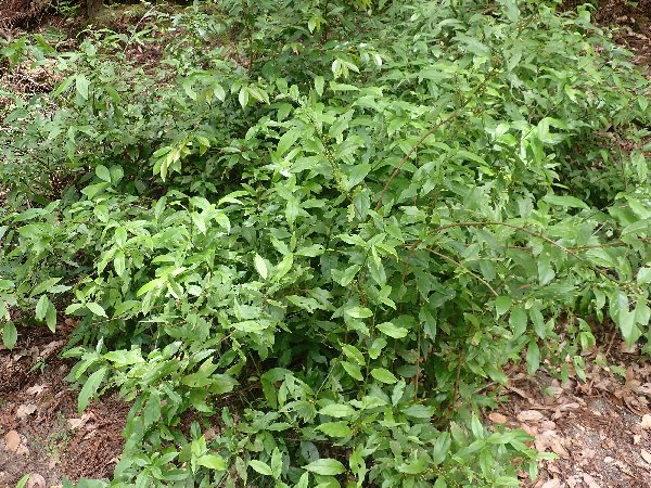 6.イズセンリョウ群落