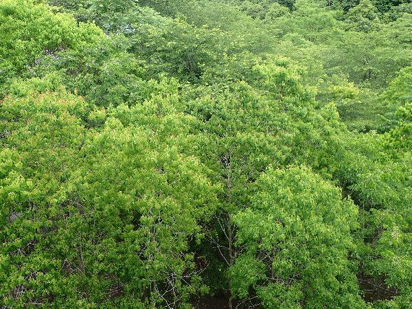 7.ナンキンハゼ群落