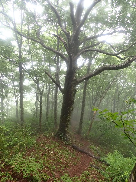 9.ブナ、幹回り2.72m