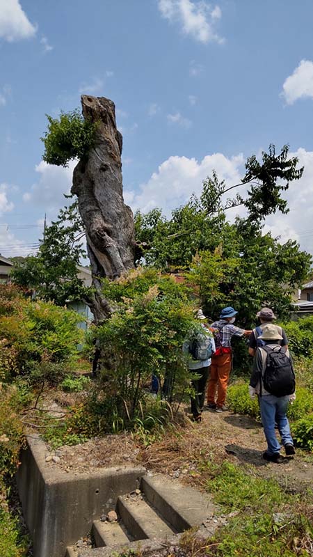 5.蔵林寺　ムクノキ