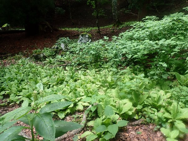 4.クリンソウ群落