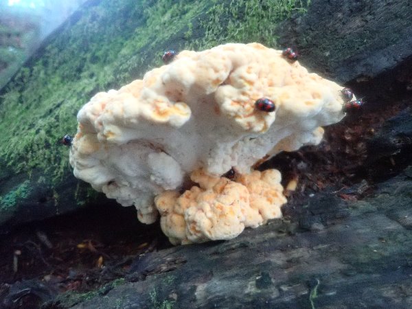 7.マスタケの仲間とキノコムシ