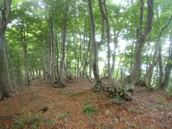 8.ブナ林