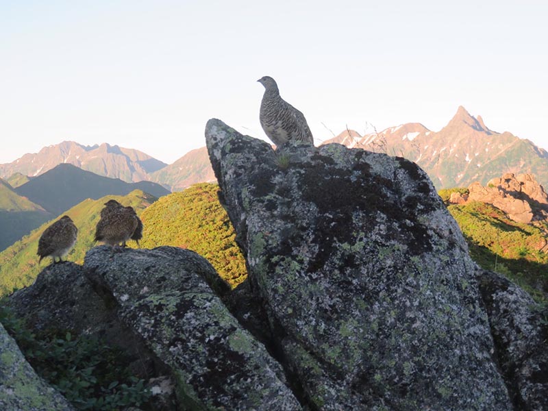 19.親子の雷鳥と槍ヶ岳