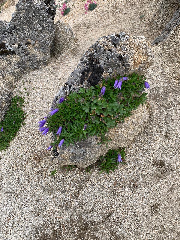 23.イワギキョウ