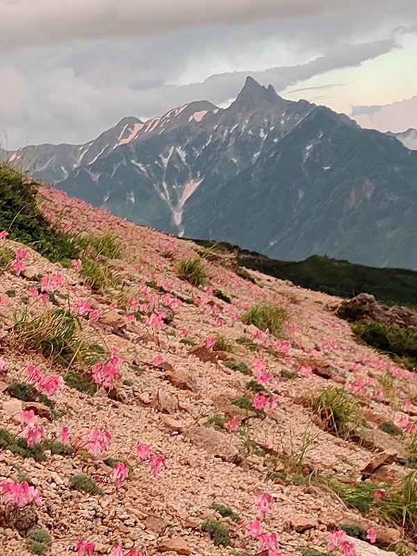 9.コマクサ群生地と槍ヶ岳