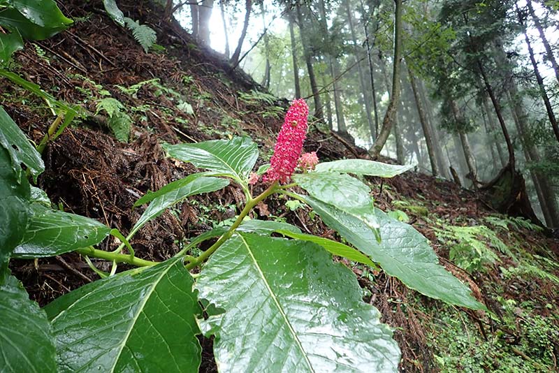 3.マルミノヤマゴボウ（外来種）