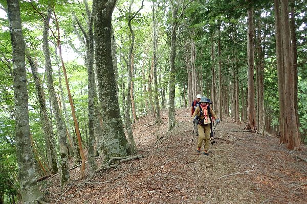 1.ブナ林を登る
