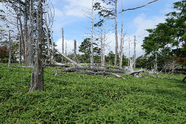 11.立ち枯れ風景、正木ヶ原