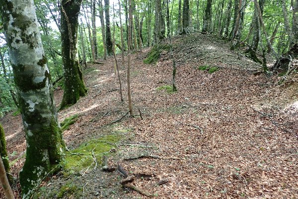 2.キノコが目立つ登山道