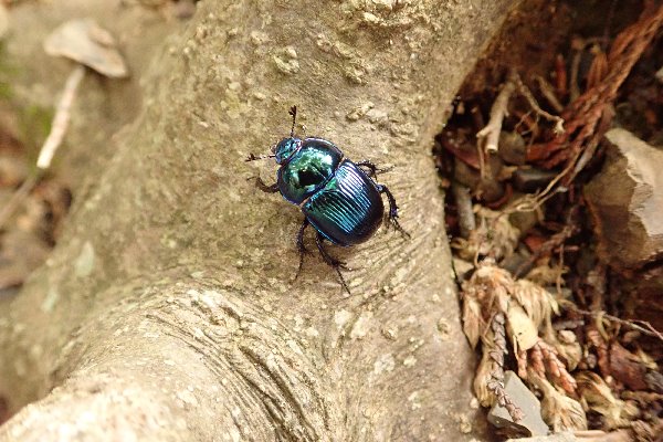 3.ルリセンチコガネ