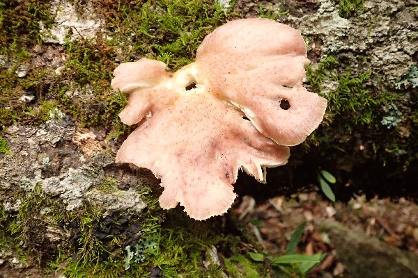 4.ツキヨダケ（猛毒）