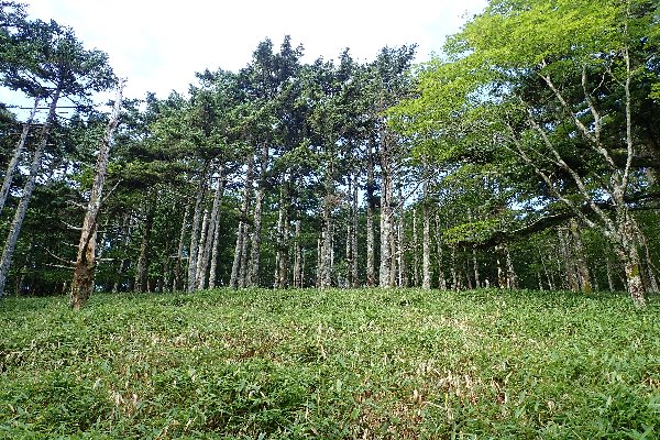 8.登山道　トウヒ、ウラジロモミ林(