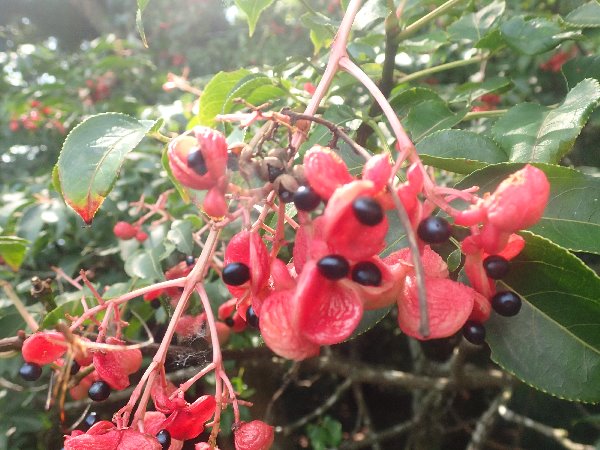 11.ゴンズイの実