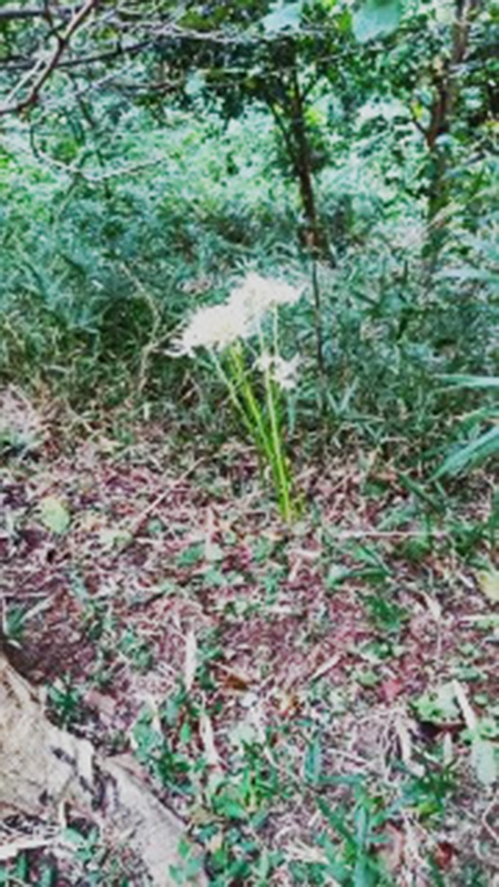 6.白い曼殊沙華