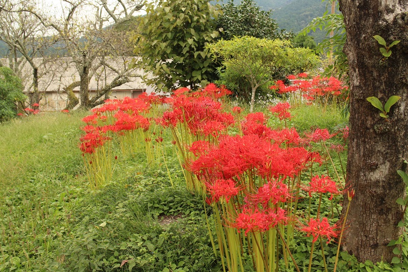 8.下りた野村別れには彼岸花が咲いていた