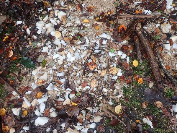 2.石英の結晶が目立つ登山道