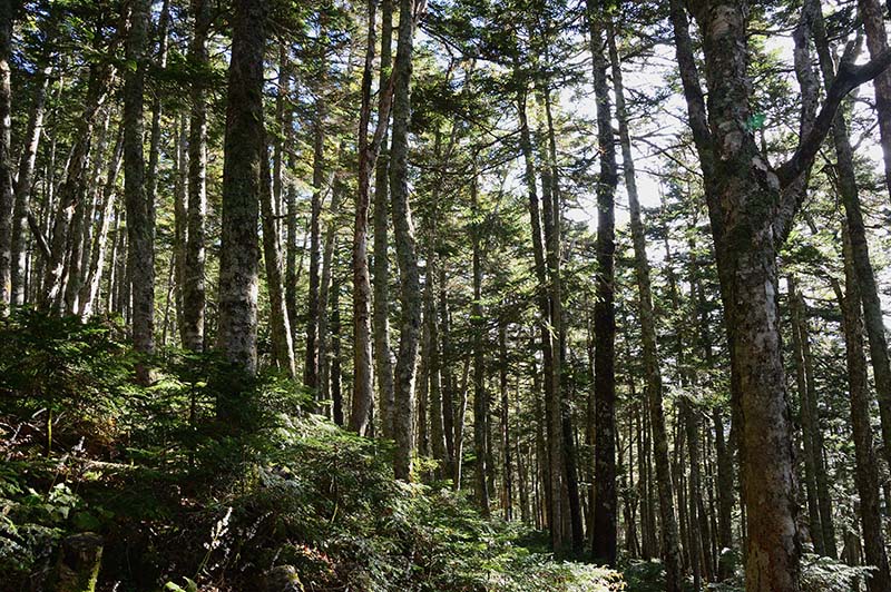 4.長塀山樹林帯