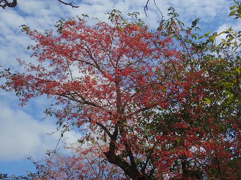 8.一番ショートまゆみ