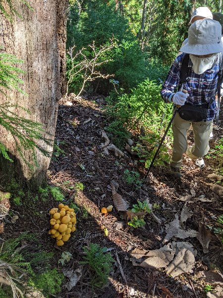2.きのこが咲く登山道