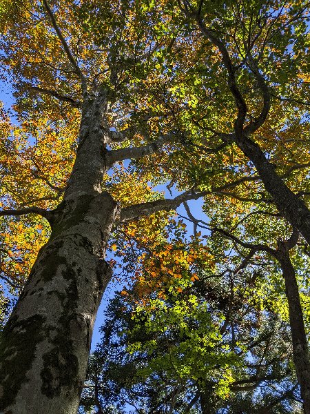 9.やっぱりブナはええ！