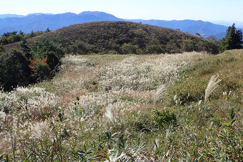 1.ススキは満開