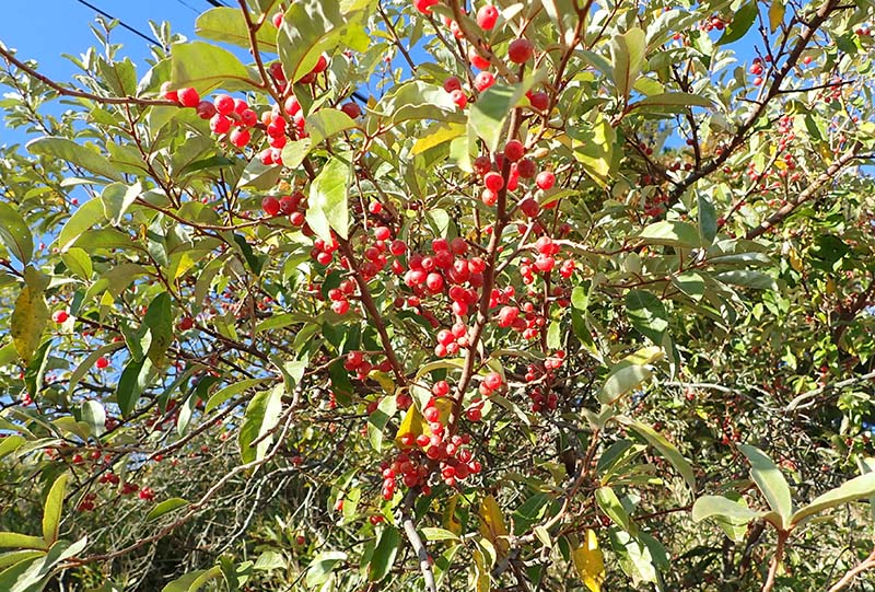 10.ちょっと酸っぱい野生グミ