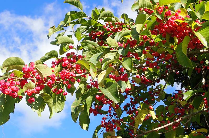 9.鮮やかマユミ