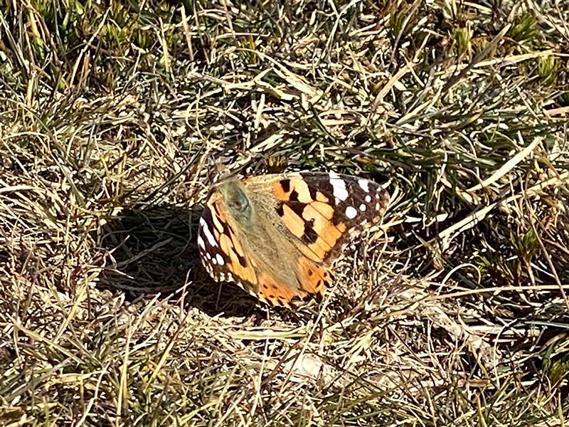 10.山頂でヒメアカタテハも日光浴