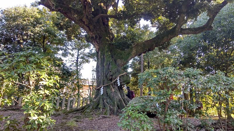12.日吉神社･スダジイの大木
