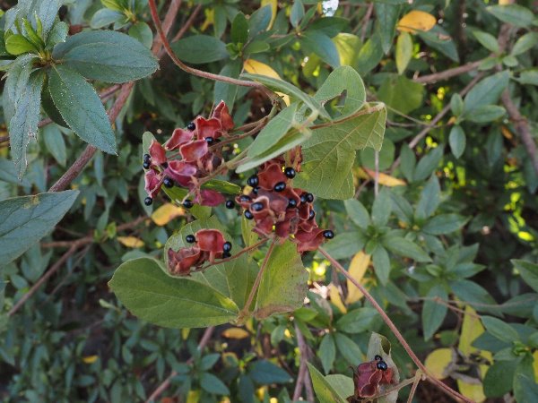 7.タンキリマメ