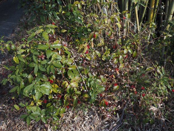 8.ビナンカズラ