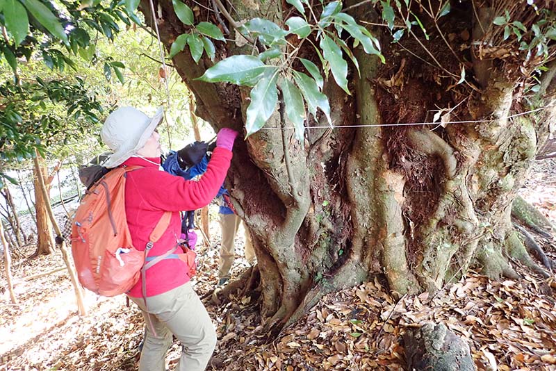 8.アカガシの測定