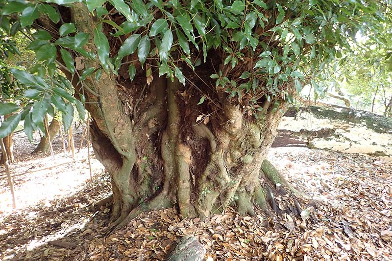 9.アカガシ最大木