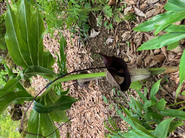 3.ウラシマソウ