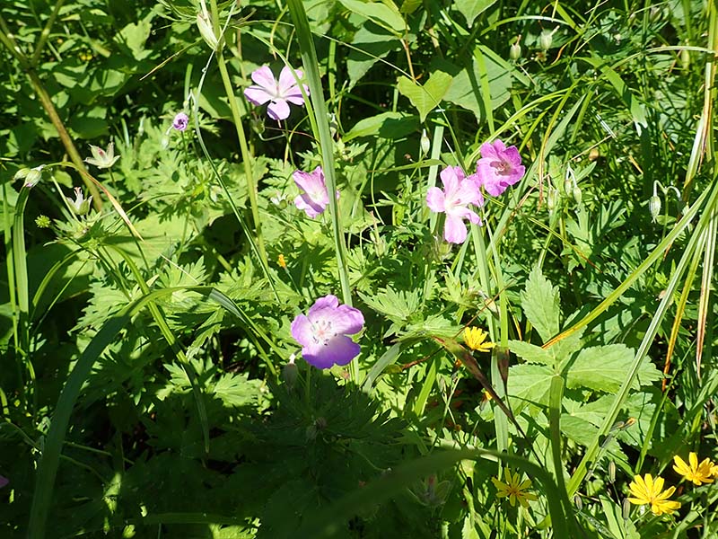 12.ハクサンフウロ