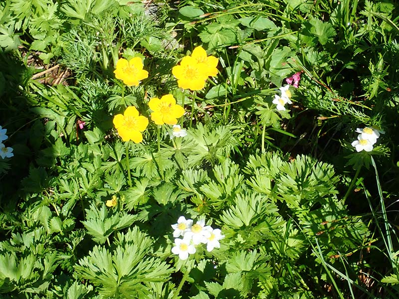 14.シナノキンバイとハクサンイチゲ