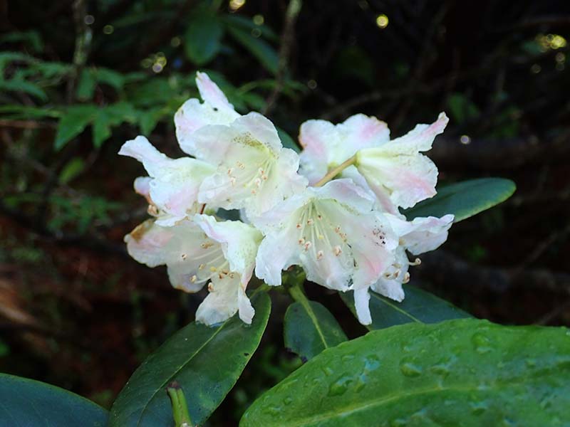 15.ハクサンシャクナゲ