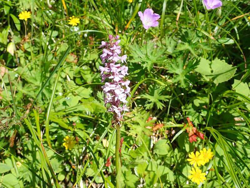 16.ちょっと変わったヨツバシオガマ