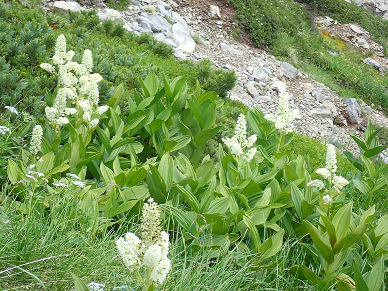 20.コバイケイソウ