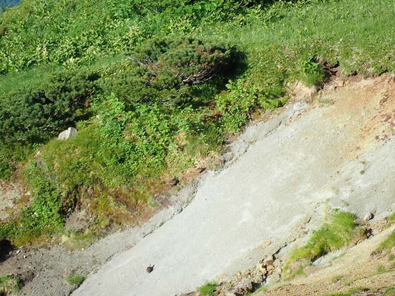 26.雷鳥その２・7羽いるんだけど・・・