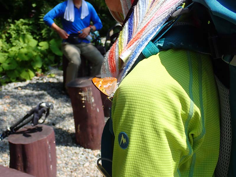 28.ブローチと化した蝶々